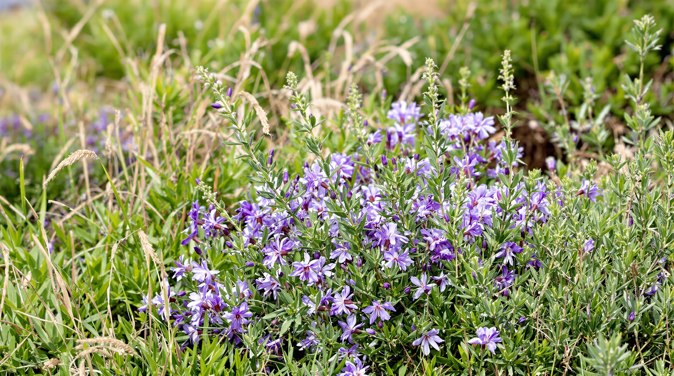 Les meilleures plantes pour un jardin en bord de mer – illustration